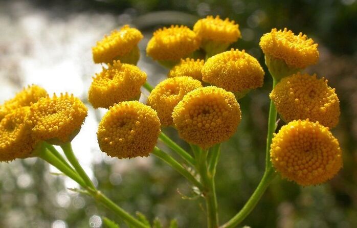tansy for removing parasites from the body