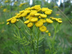 Tansy for removing parasites from the body