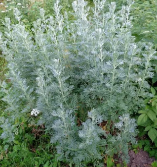 Mugwort for worms